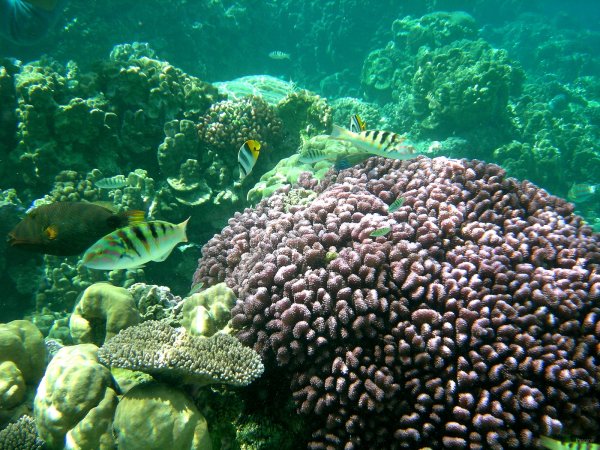 52- Le monde merveilleux du jardin de corail 